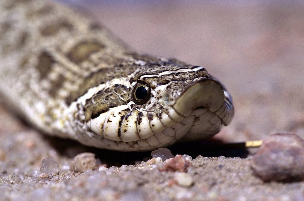 hognose snake
